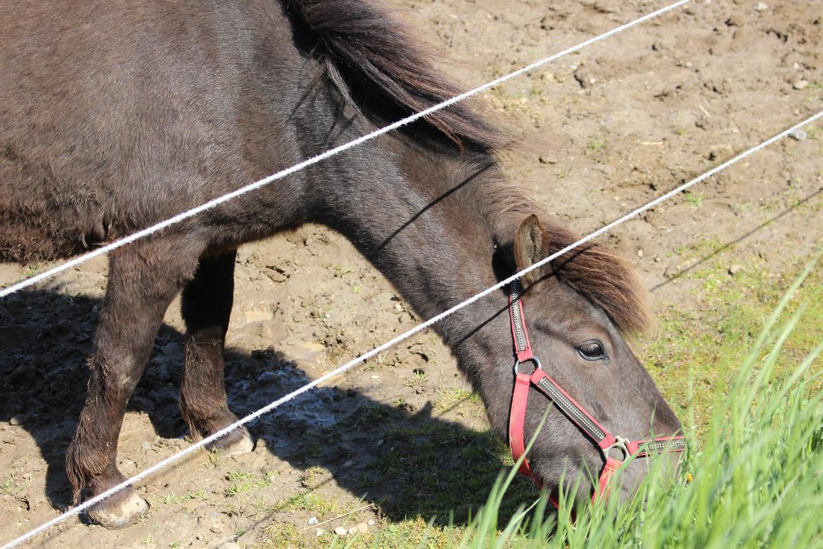 Islænder Hera fra Bredgaard - Hera som 3 års <3 billede 16