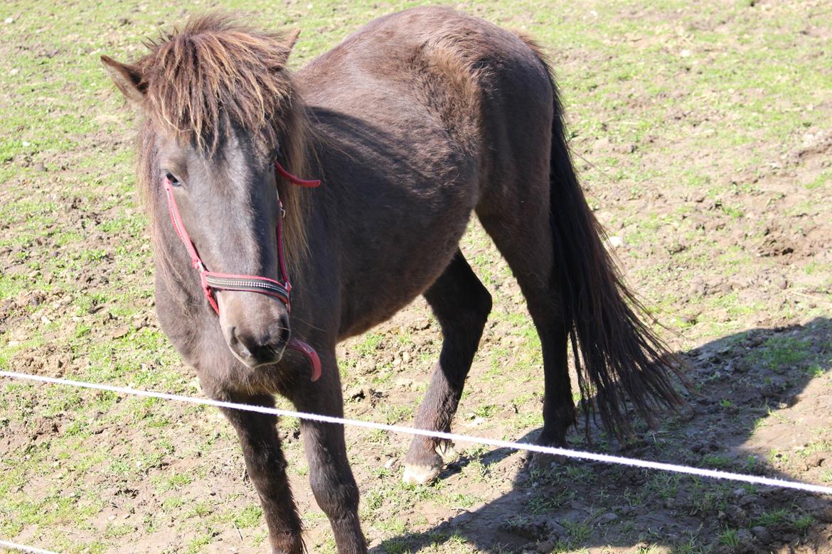 Islænder Hera fra Bredgaard - Hera som 3 års <3 billede 17