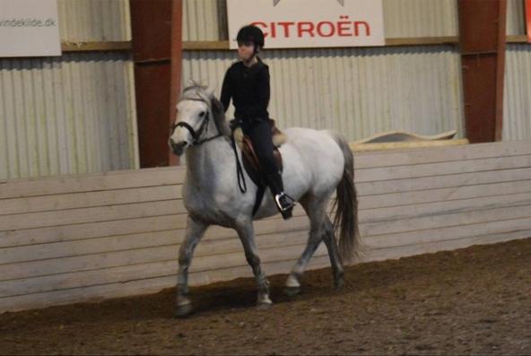 Connemara Stan - Februar 2016 billede 3