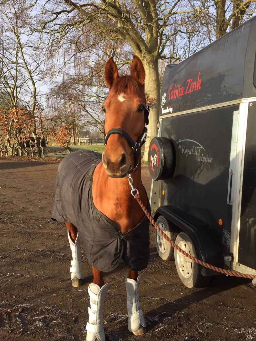 DSP Lykkesholms catla billede 11