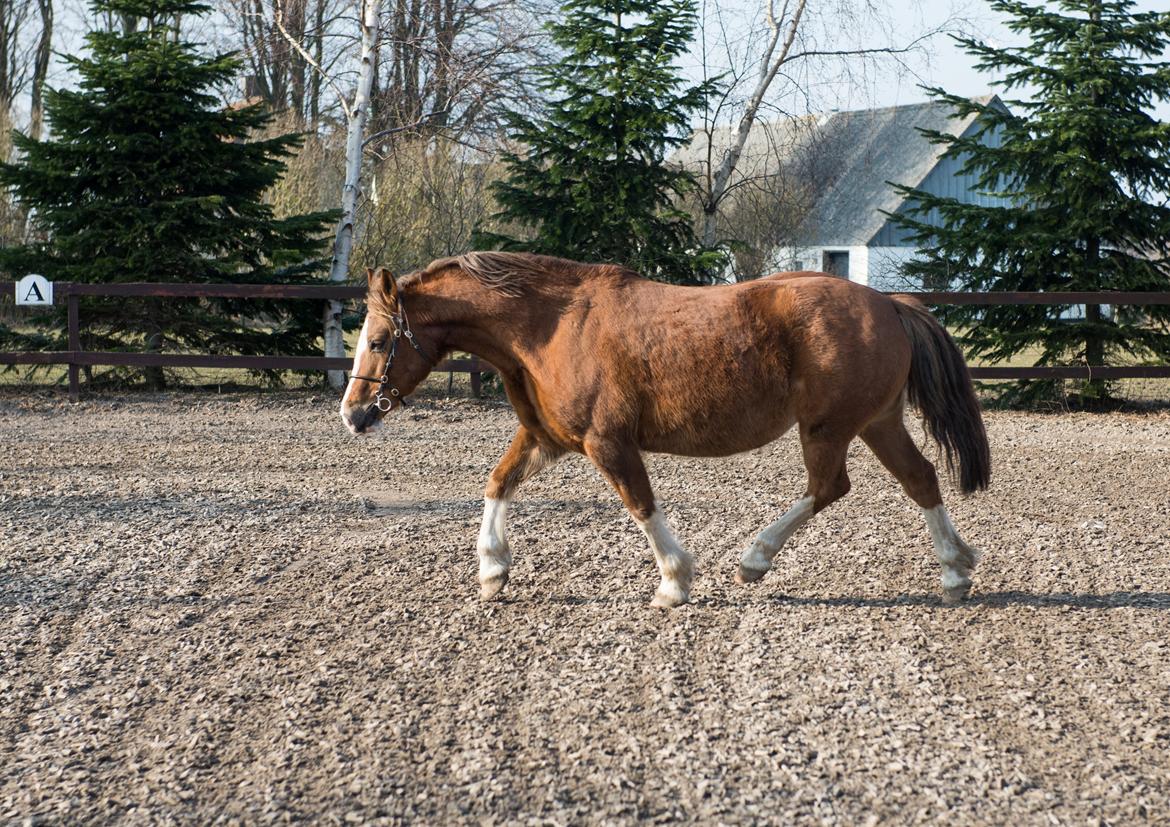 Welsh Pony af Cob-type (sec C) Pwllmelin Georgina (Blob)  billede 9