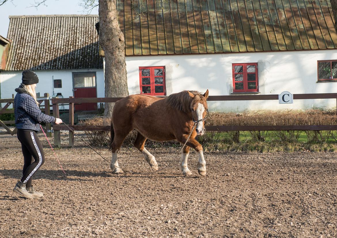 Welsh Pony af Cob-type (sec C) Pwllmelin Georgina (Blob)  - Longe i kapsun billede 10