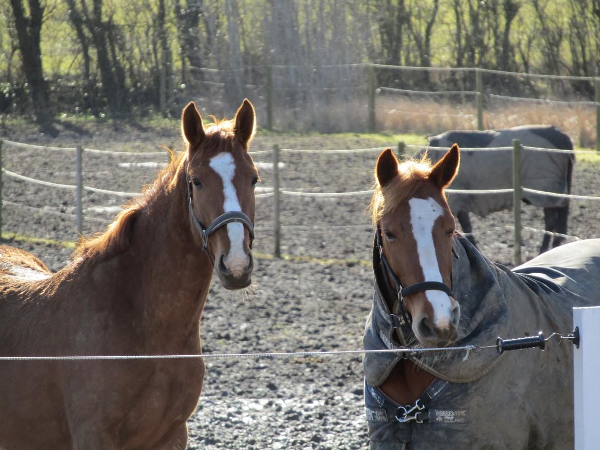 Anden særlig race Tessa billede 20