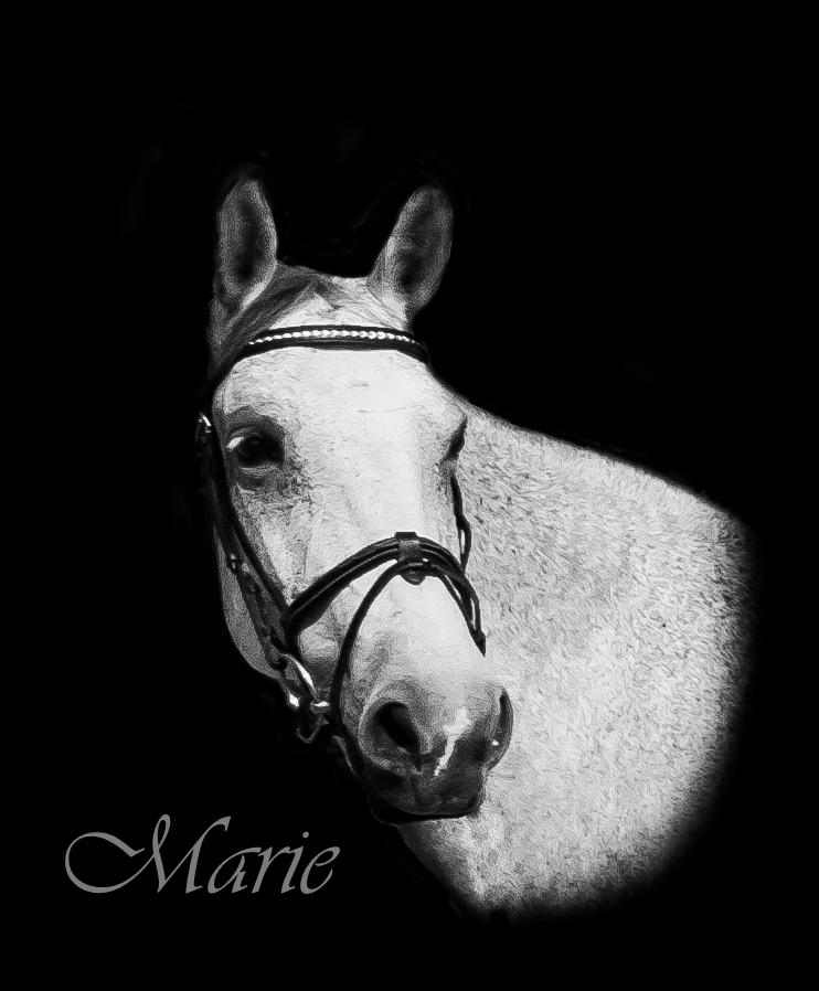 Anden særlig race Marie After Eight billede 1