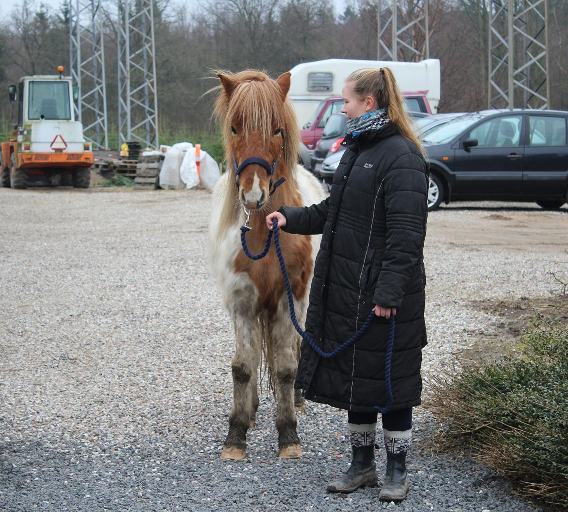 Islænder Drísill fra Cederborg billede 12