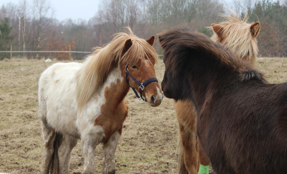 Islænder Drísill fra Cederborg billede 11