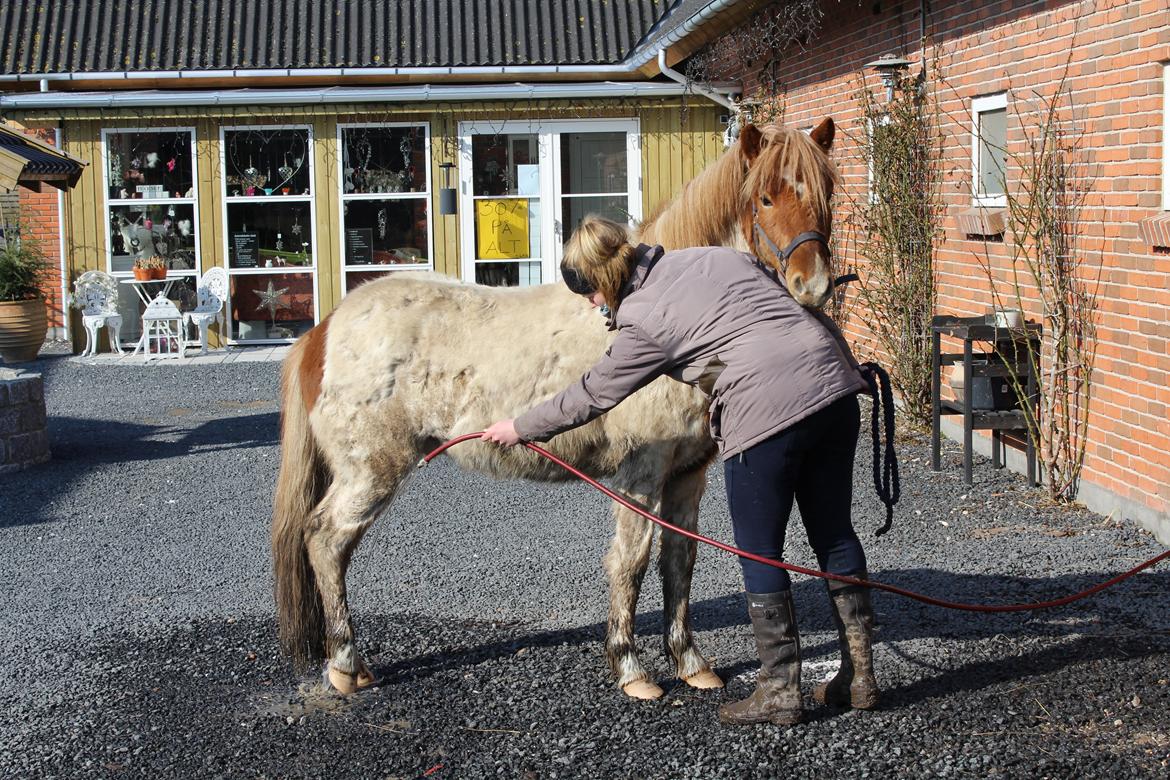 Islænder Drísill fra Cederborg billede 14