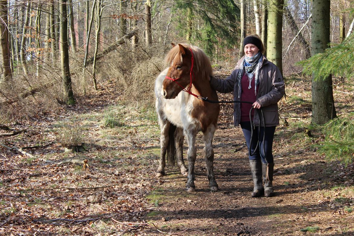 Islænder Drísill fra Cederborg billede 15