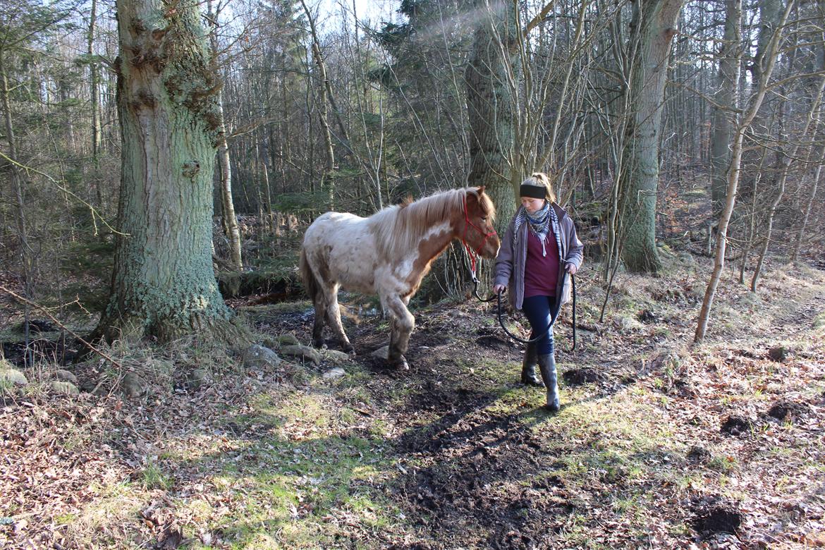 Islænder Drísill fra Cederborg billede 16