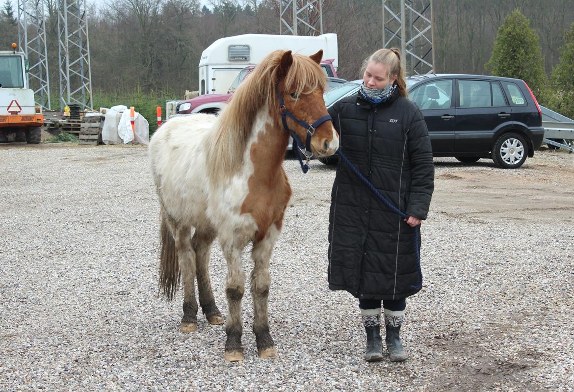 Islænder Drísill fra Cederborg billede 13