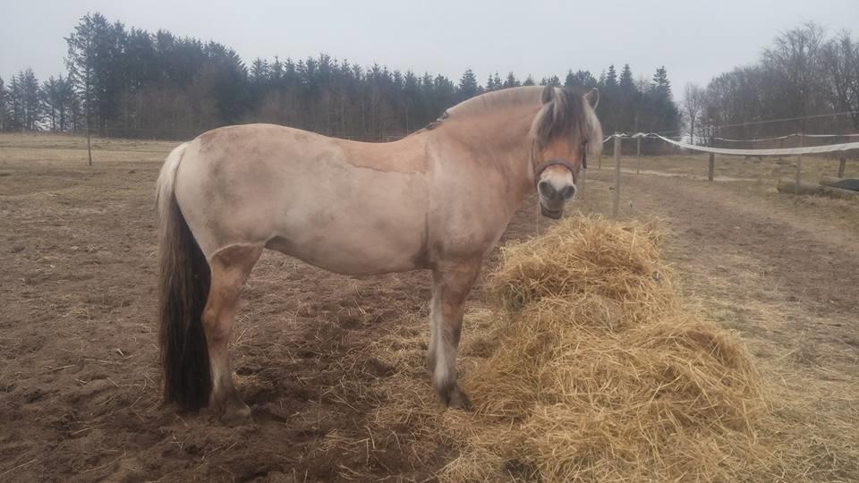 Fjordhest KIRSTINE VÅRBY billede 44
