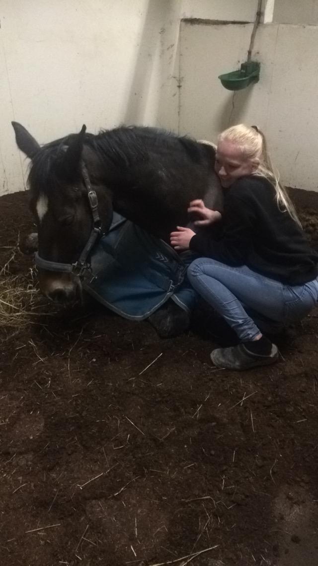 Hollandsk Varmblod Wilddancer billede 14