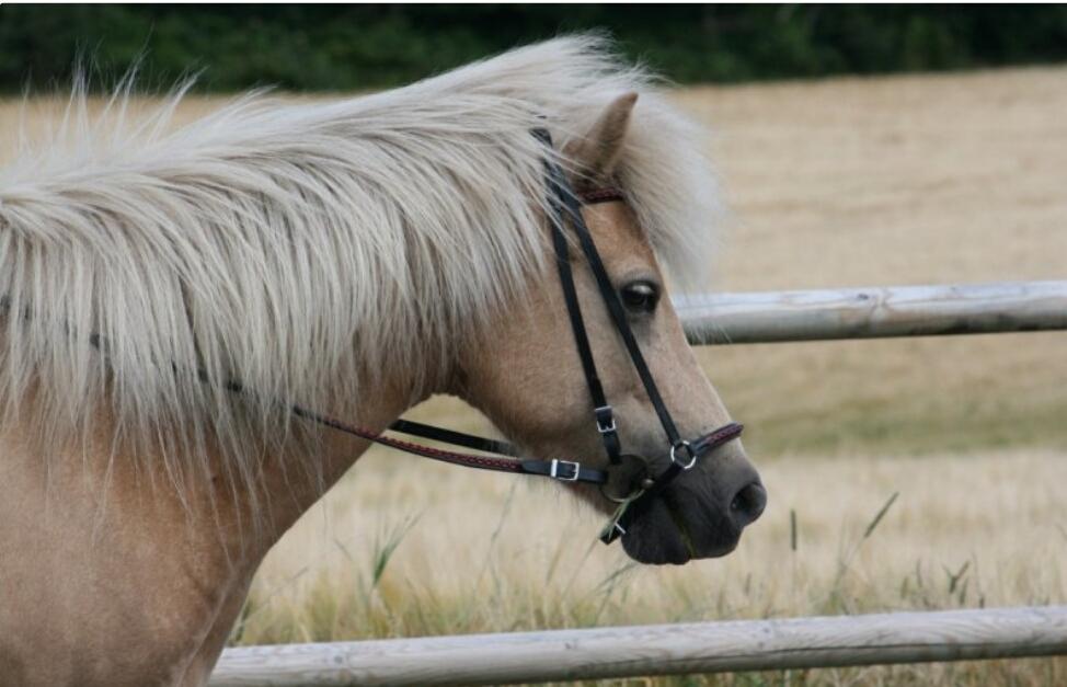 Islænder Freyja fra isafold billede 2