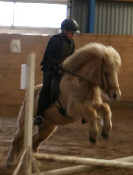 Islænder Freyja fra isafold billede 4