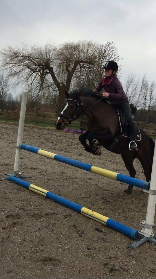 Connemara Claire[Tidl. Part] billede 9