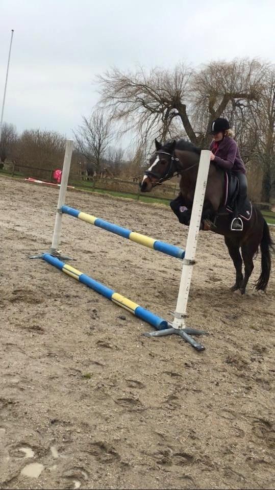 Connemara Claire[Tidl. Part] billede 11