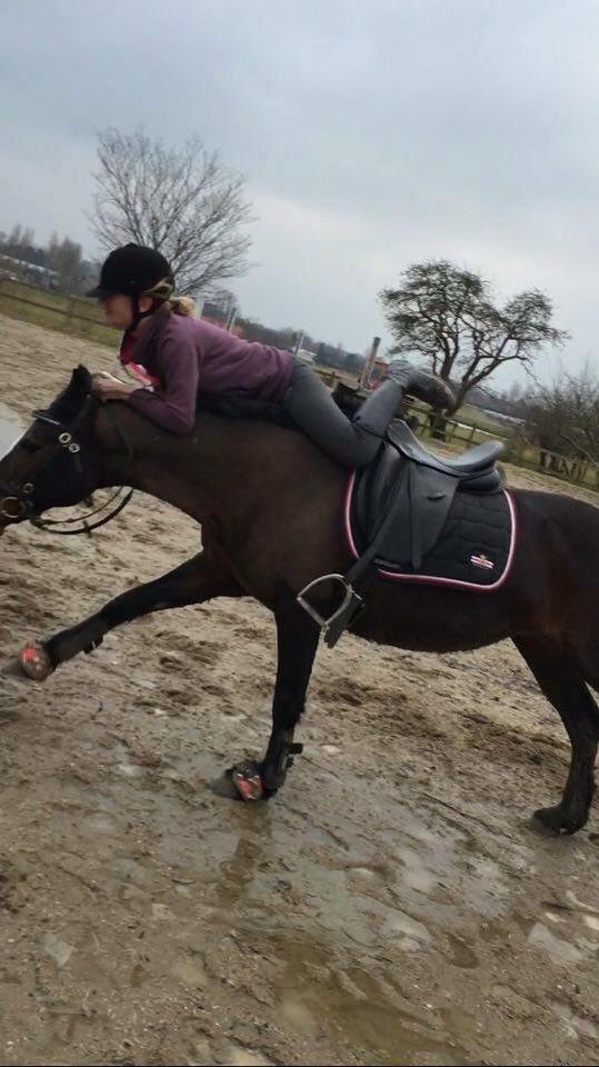 Connemara Claire[Tidl. Part] billede 13