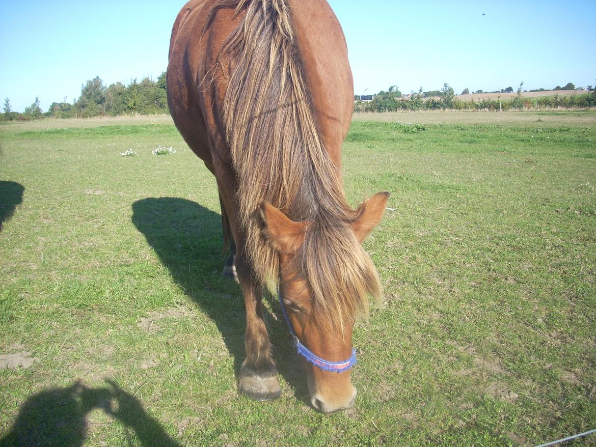 Anden særlig race waliska billede 1