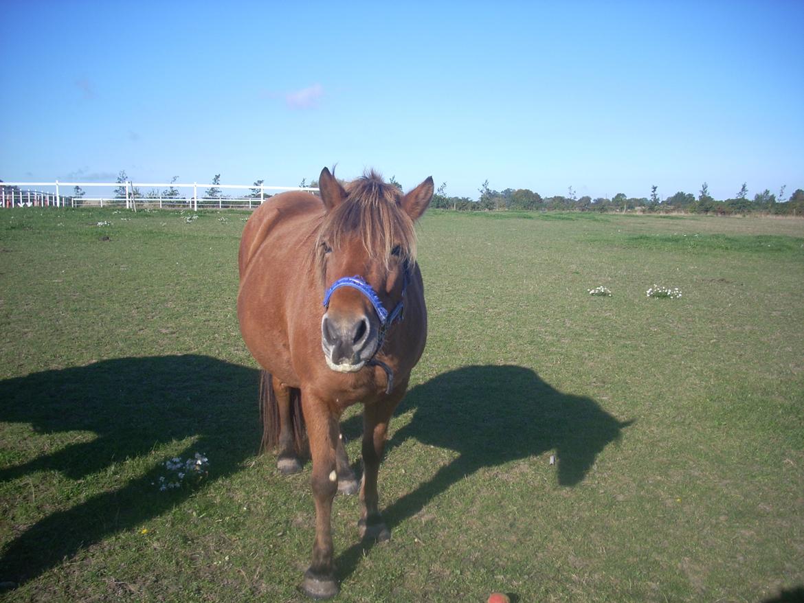 Anden særlig race waliska billede 2