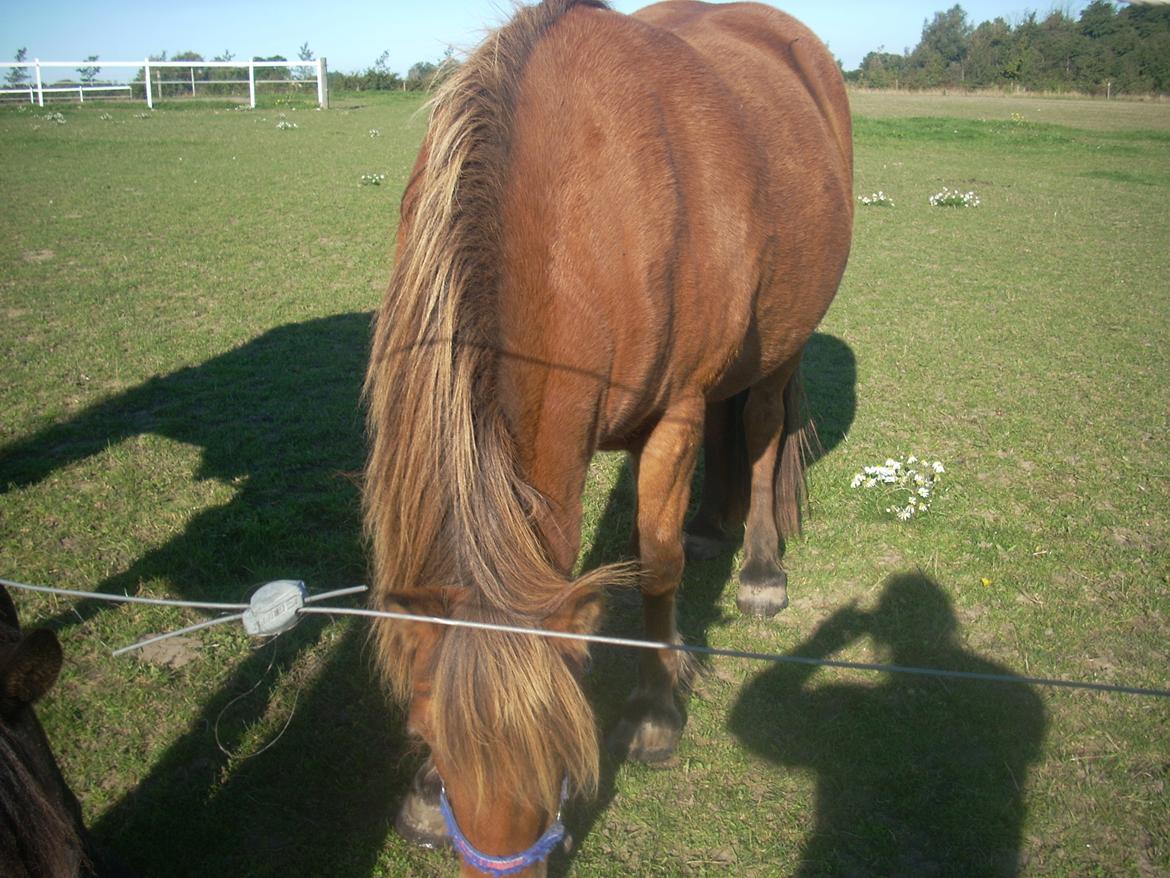 Anden særlig race waliska billede 3
