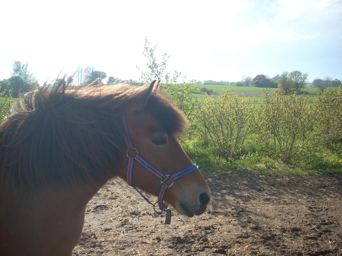 Anden særlig race waliska billede 4