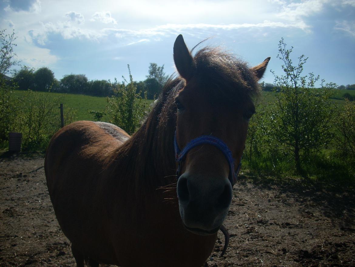 Anden særlig race waliska billede 5