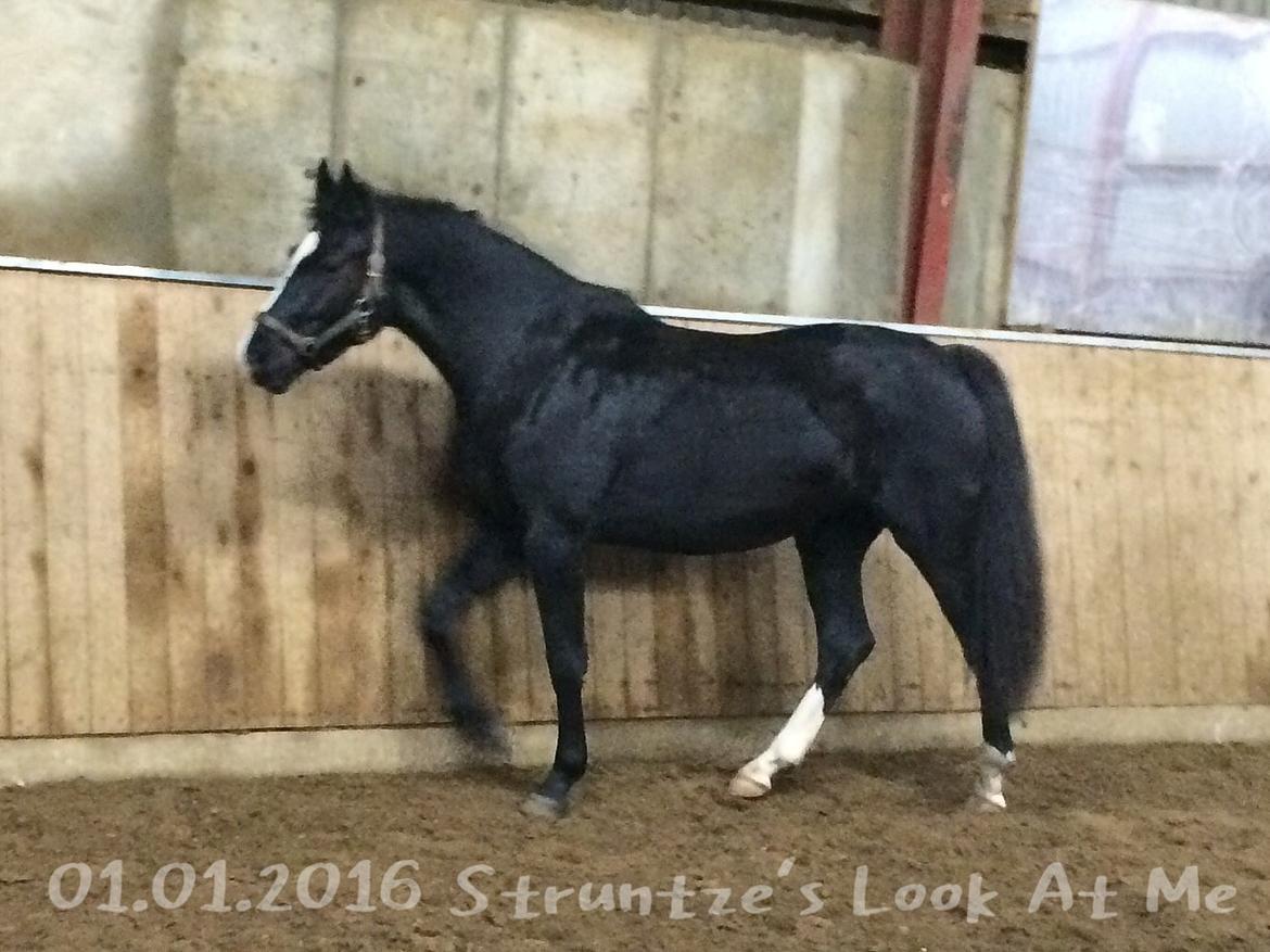 Frederiksborg Strunzte's Look At Me (Solgt) billede 18