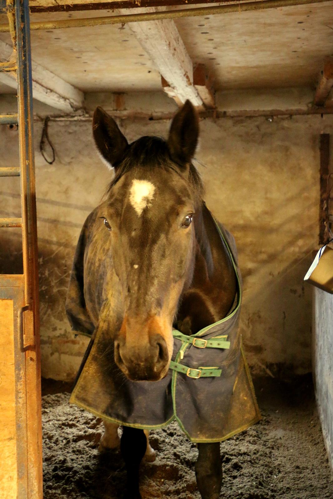 Anden særlig race Bessie - 01. Marts 2016 billede 25