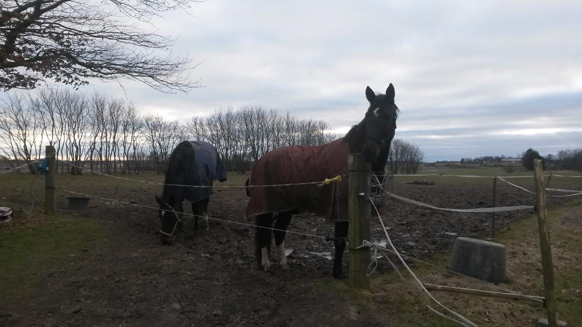 Anden særlig race Bessie - Besse bagerst (med blåt dækken) og Fonda forrest (med brunt dækken). billede 29