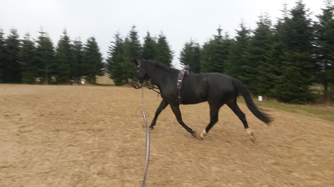 Anden særlig race Bessie - Longe. 11. Marts 2016 billede 21