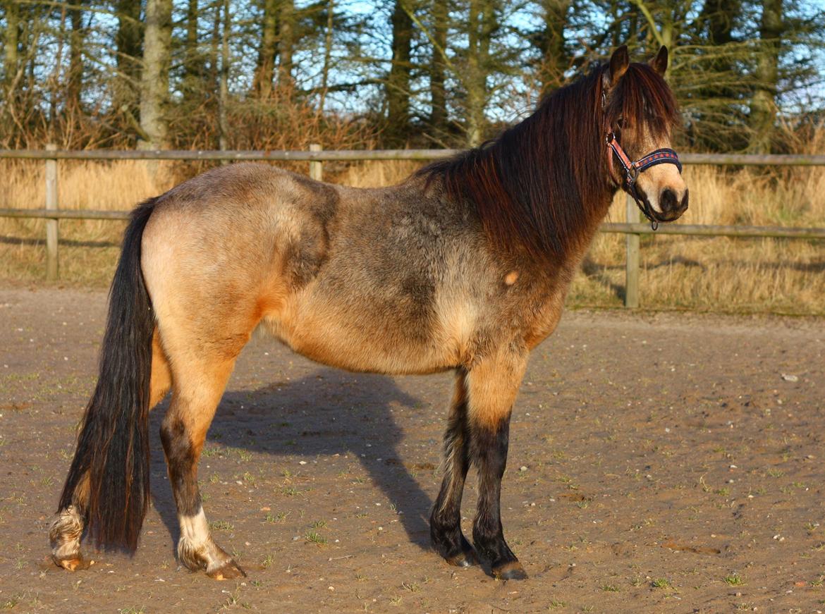 New Forest Eikhof airyn billede 5