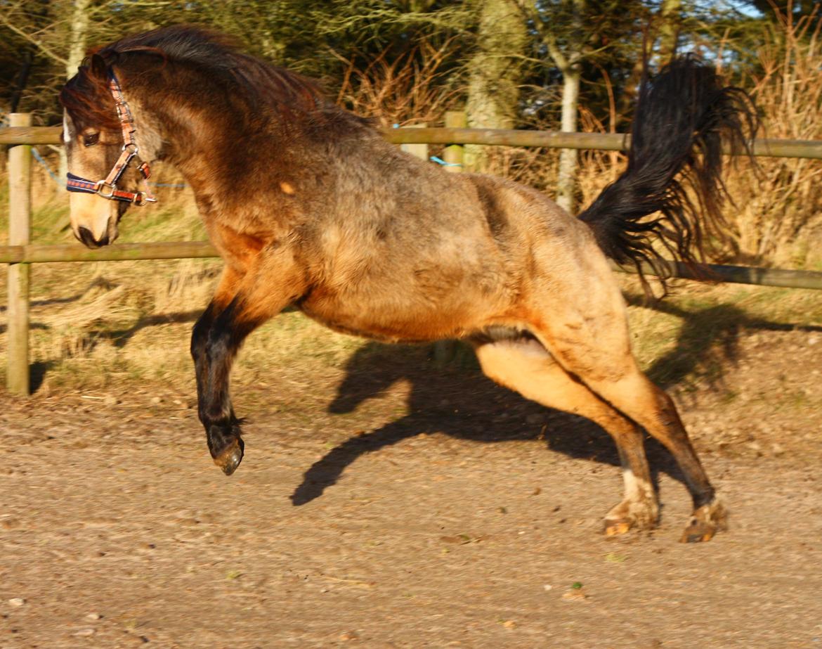 New Forest Eikhof airyn billede 7