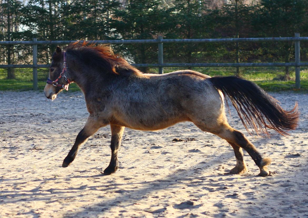 New Forest Eikhof airyn billede 8