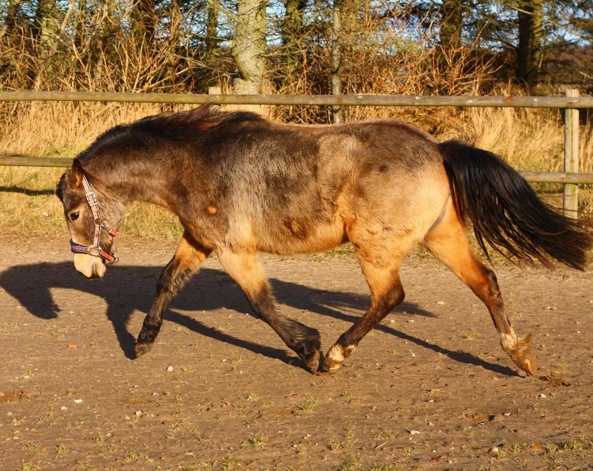 New Forest Eikhof airyn billede 9