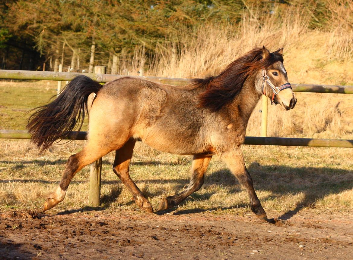 New Forest Eikhof airyn billede 10