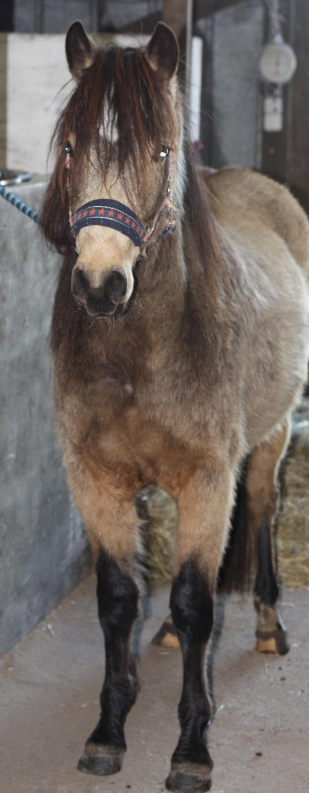 New Forest Eikhof airyn billede 6