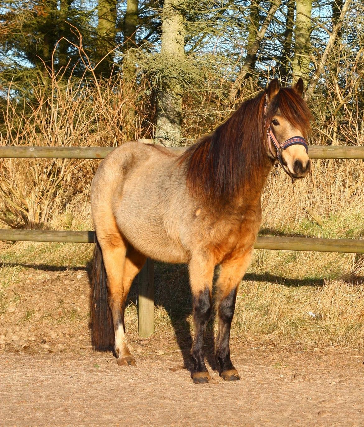 New Forest Eikhof airyn billede 4