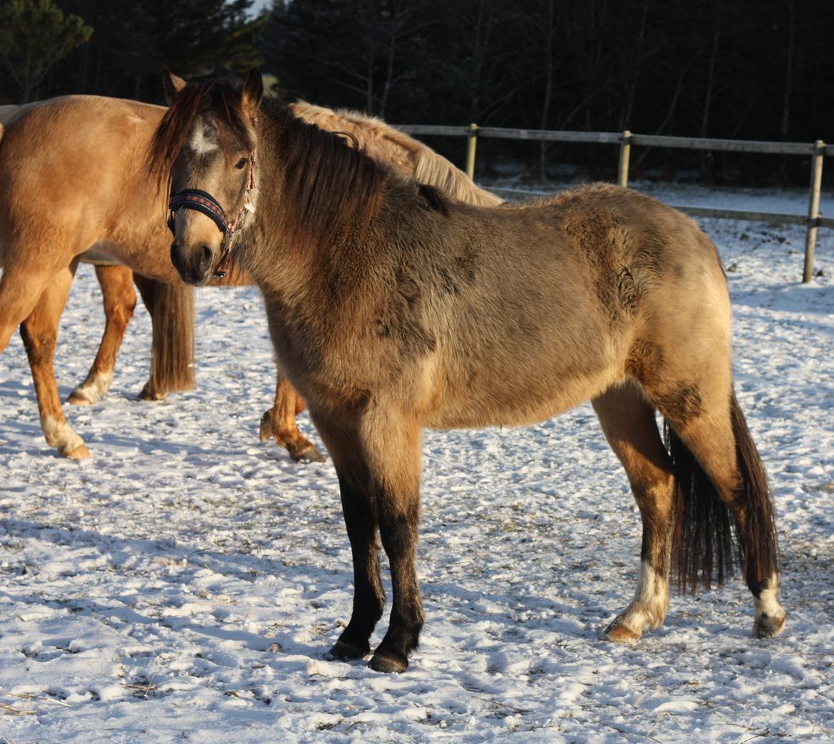 New Forest Eikhof airyn billede 13