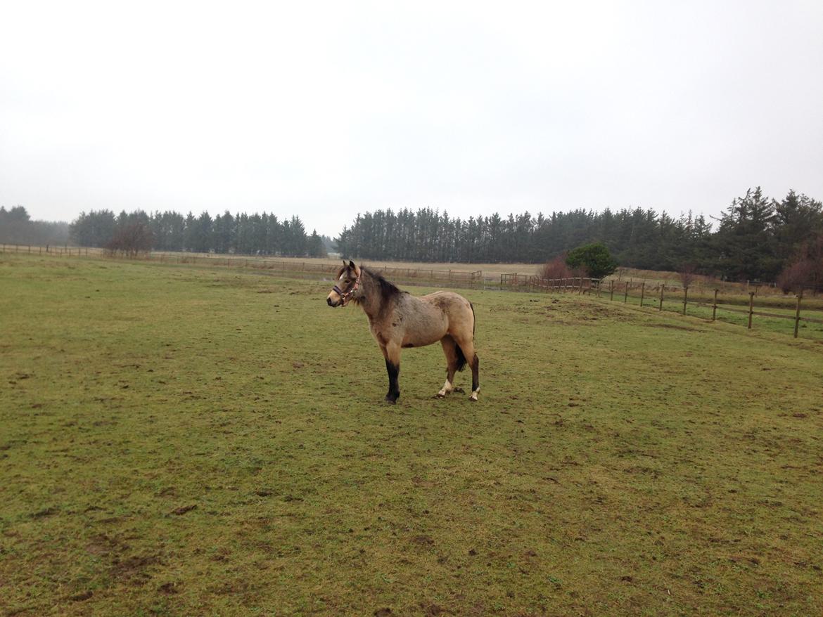 New Forest Eikhof airyn billede 14