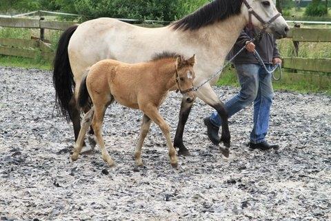 New Forest Eikhof airyn billede 16