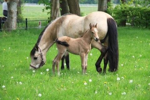 New Forest Eikhof airyn billede 17