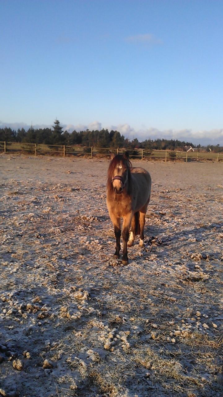 New Forest Eikhof airyn billede 11