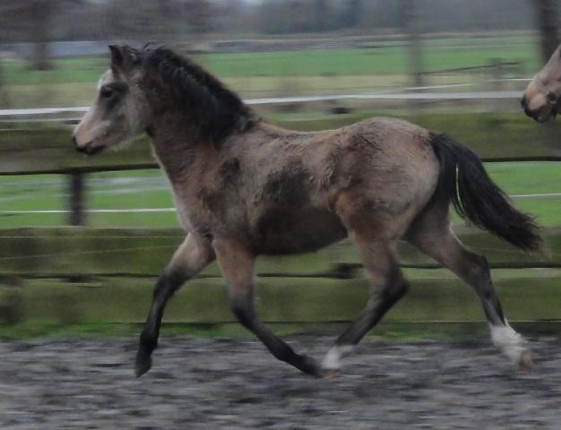 New Forest Eikhof airyn billede 18