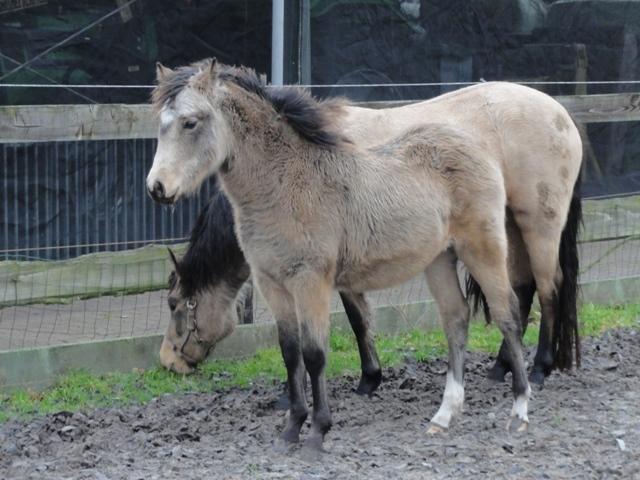 New Forest Eikhof airyn billede 19