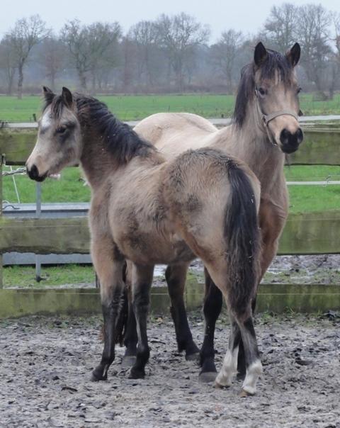 New Forest Eikhof airyn billede 20