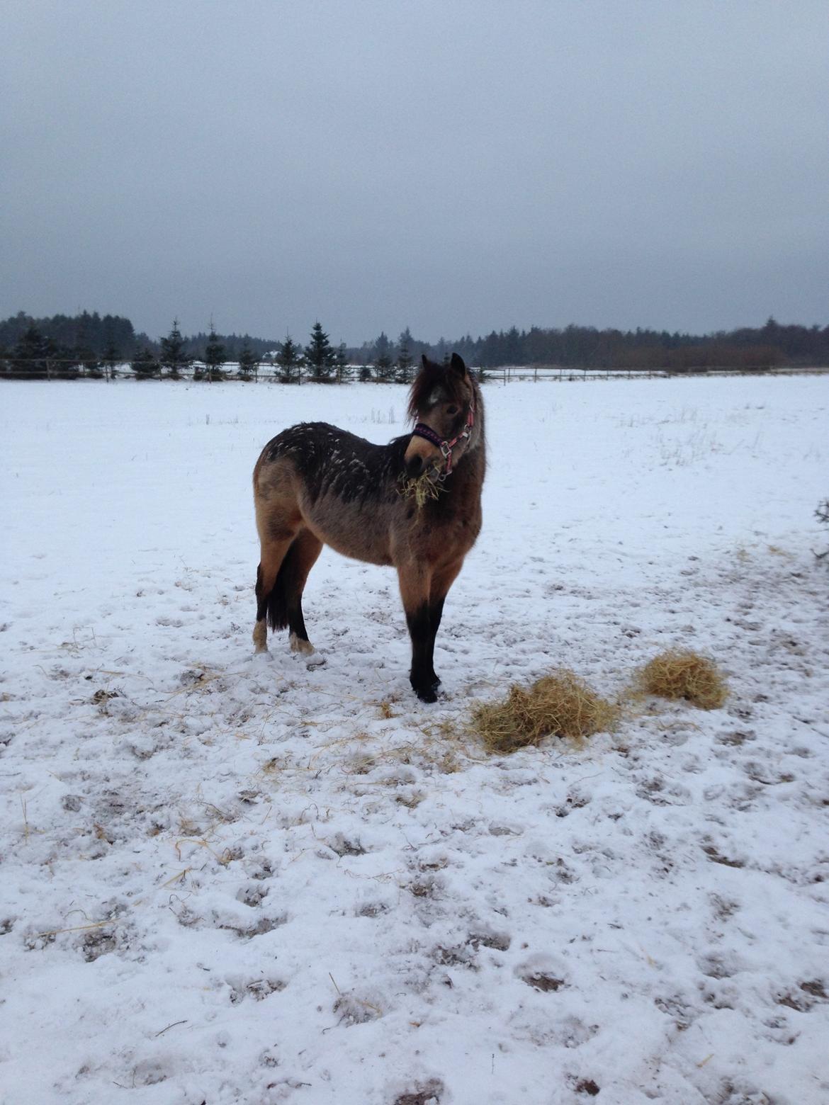 New Forest Eikhof airyn billede 15