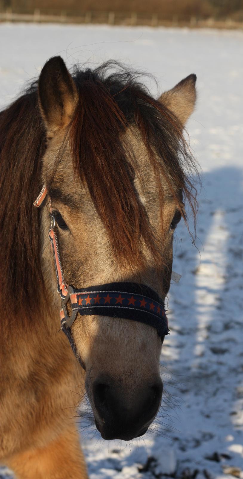 New Forest Eikhof airyn billede 12