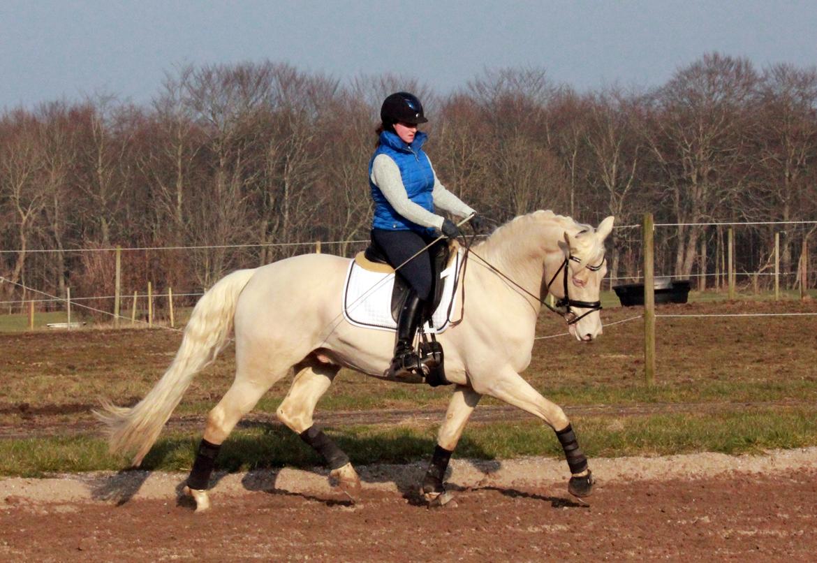 Palomino Stensgaardens cavanoux (EU Hingst) billede 37