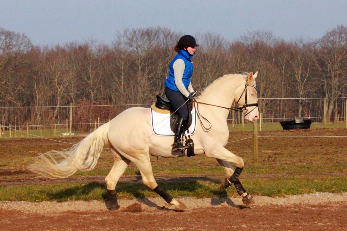 Palomino Stensgaardens cavanoux (EU Hingst) billede 8