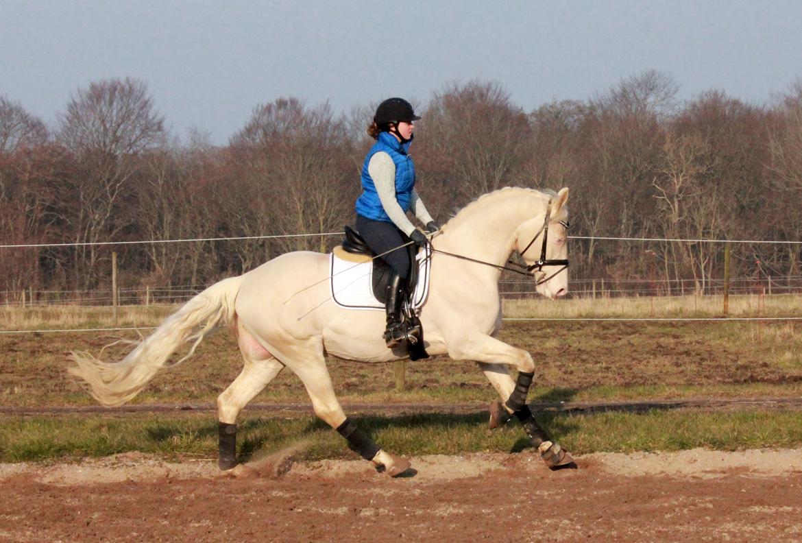 Palomino Stensgaardens cavanoux (EU Hingst) billede 41